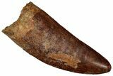Serrated Carcharodontosaurus Tooth - Giant Dinosaur Tooth #359349-1